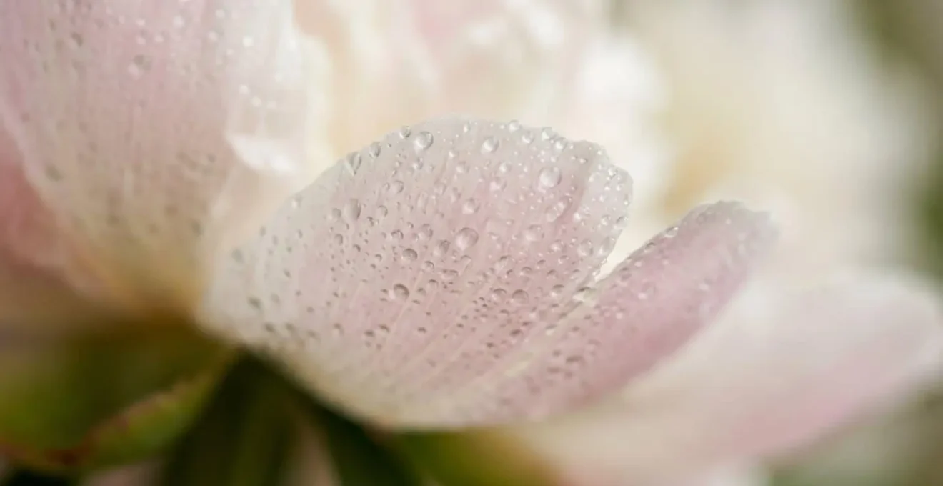 Gros plan macro de pétales de fleurs fragiles avec gouttelettes d'eau illustrant le risque de botrytis