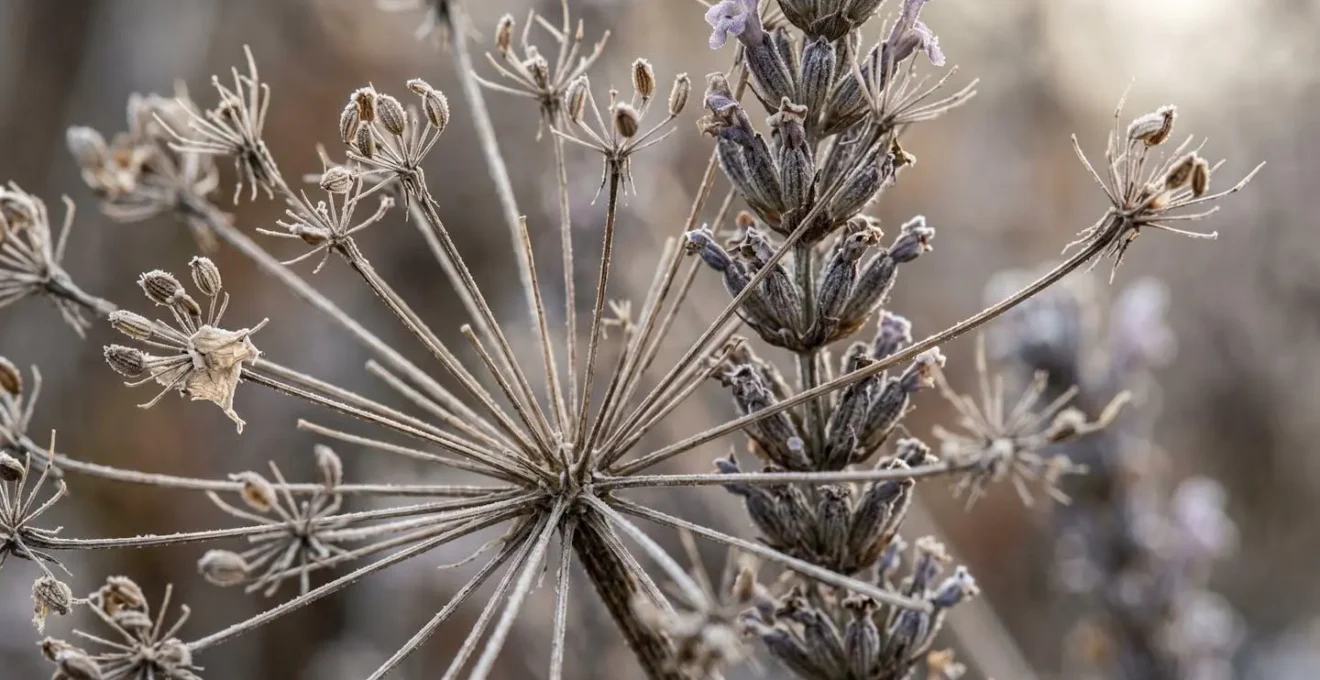 Vue macro sur les détails texturaux d'ombelles d'Apiacées et d'épis de Lamiacées créant une structure graphique hivernale
