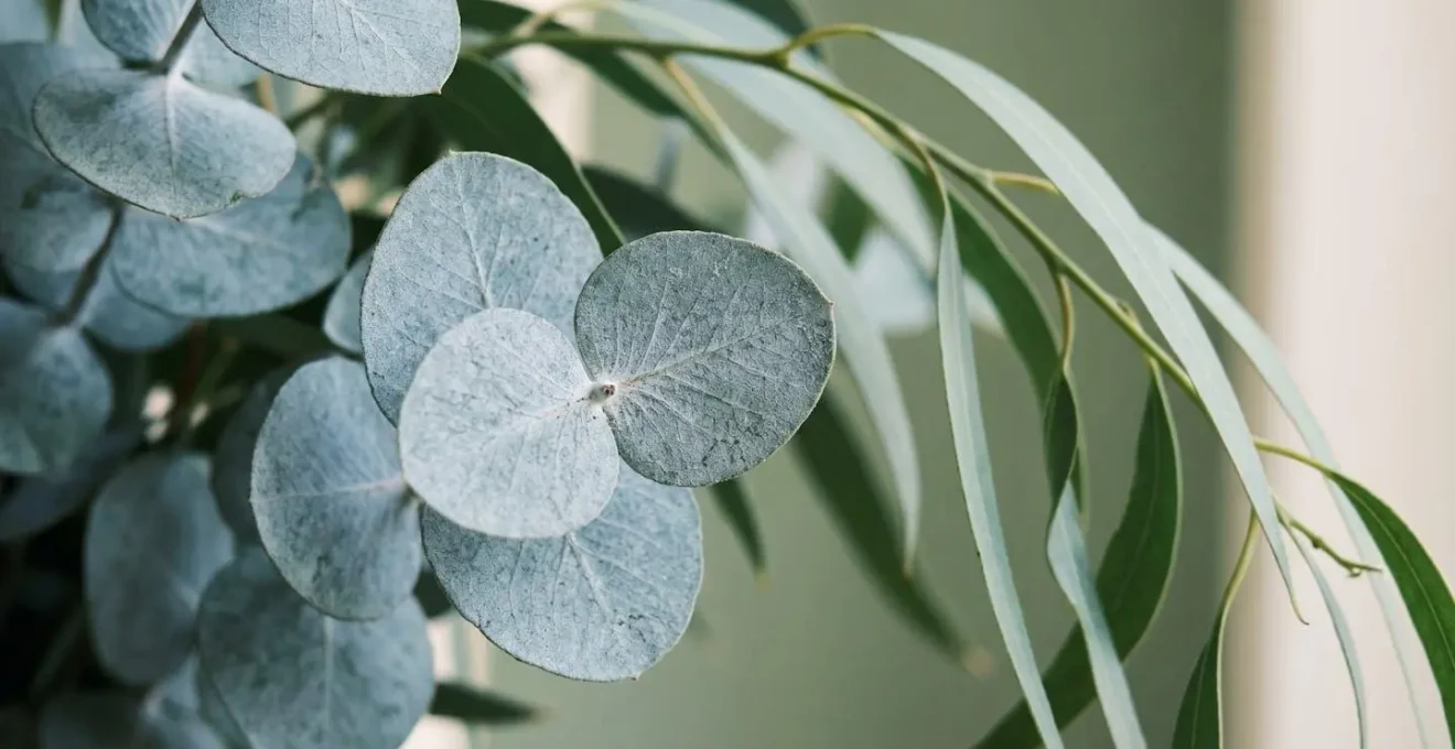 Gros plan sur les textures contrastees de l'eucalyptus cinerea et populus dans une composition florale