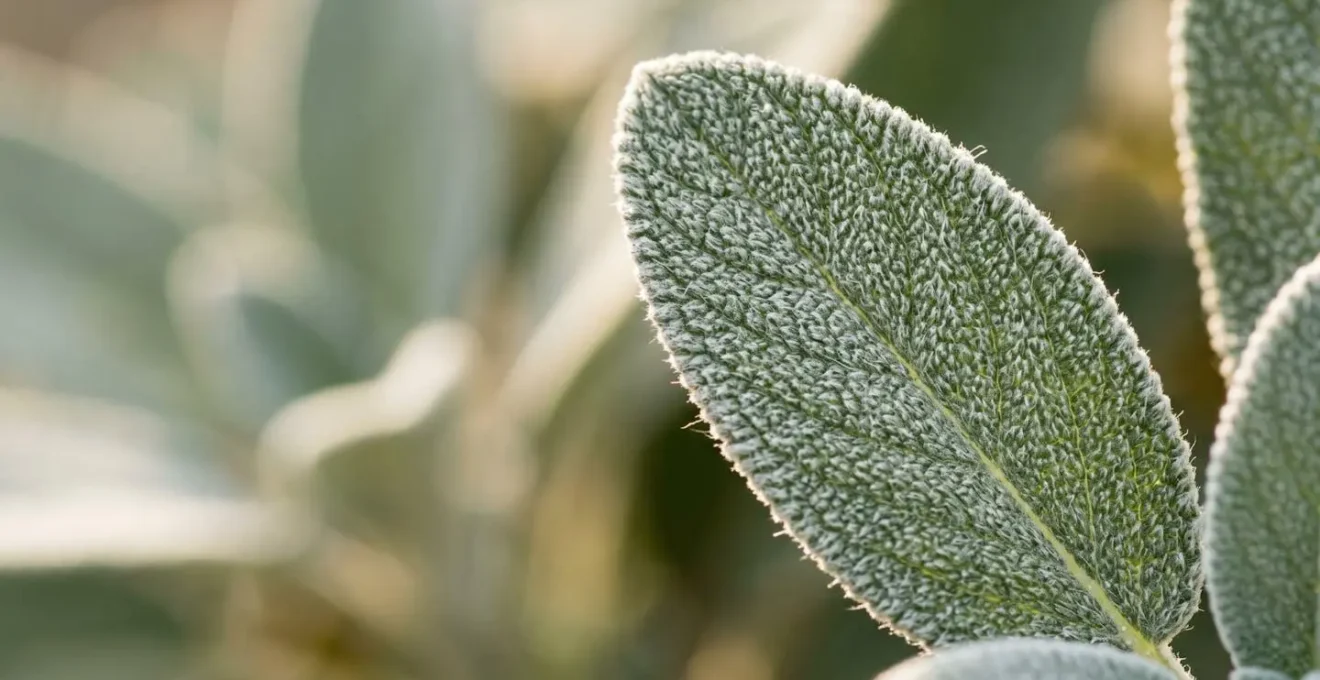 Macro détail de feuillage argenté avec pubescence visible sur plante méditerranéenne