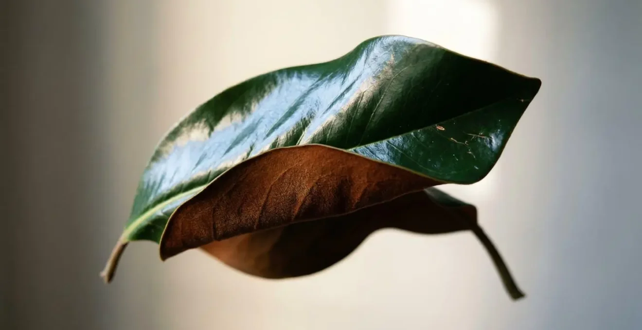 Detail d'une feuille de magnolia grandiflora montrant le contraste entre la face vernissee brillante et le revers duveteux