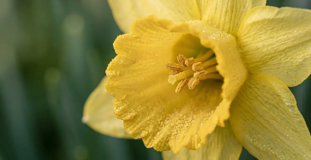 Gros plan macro d'une jonquille jaune printanière avec détails des étamines et texture des pétales