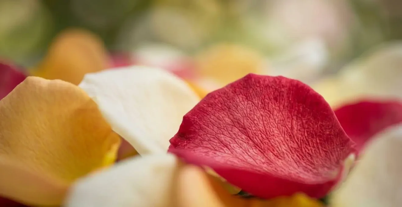 Gros plan macro sur les textures et nuances de pétales de fleurs dans les tons rouge, blanc et jaune