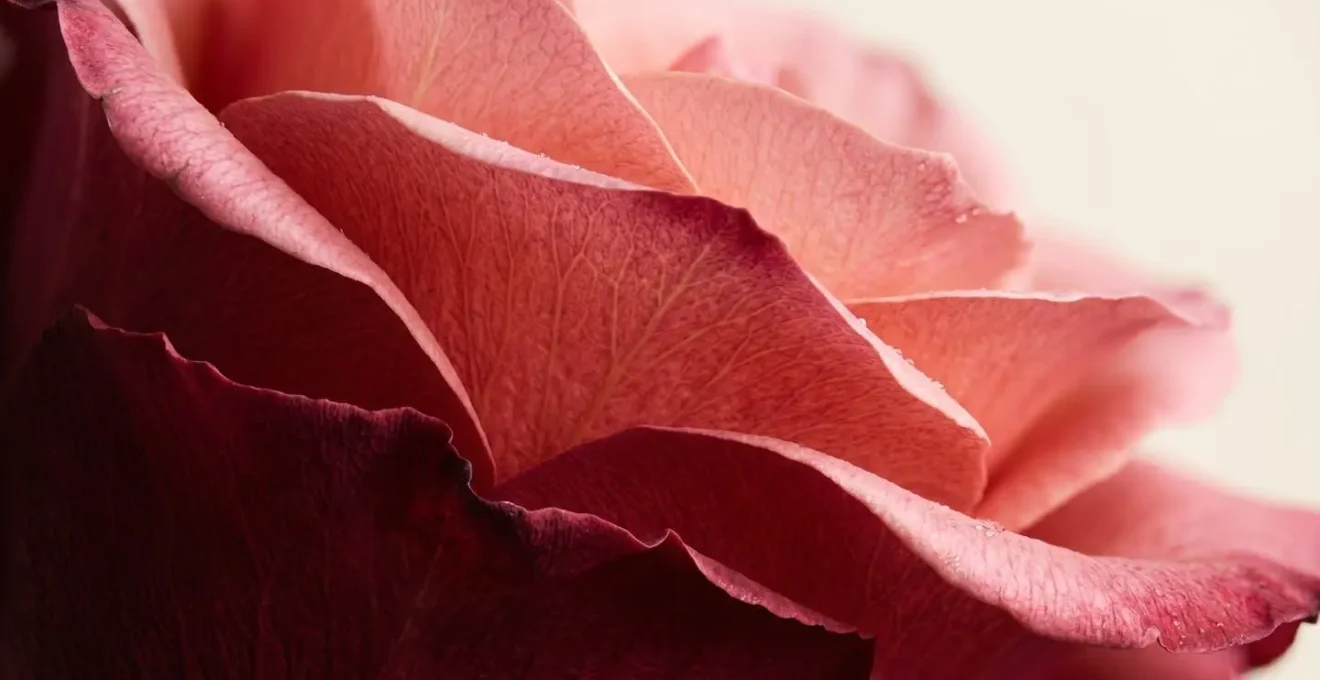 Macro détaillé de pétales de roses dans différentes nuances de rouge révélant la texture et la saturation