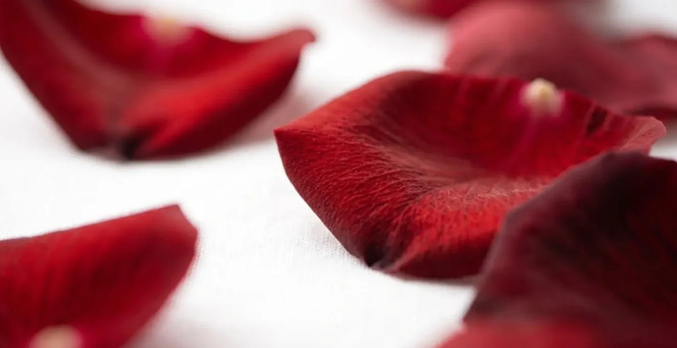Gros plan macro sur des pétales de roses rouges révélant leur texture veloutée et leurs nuances