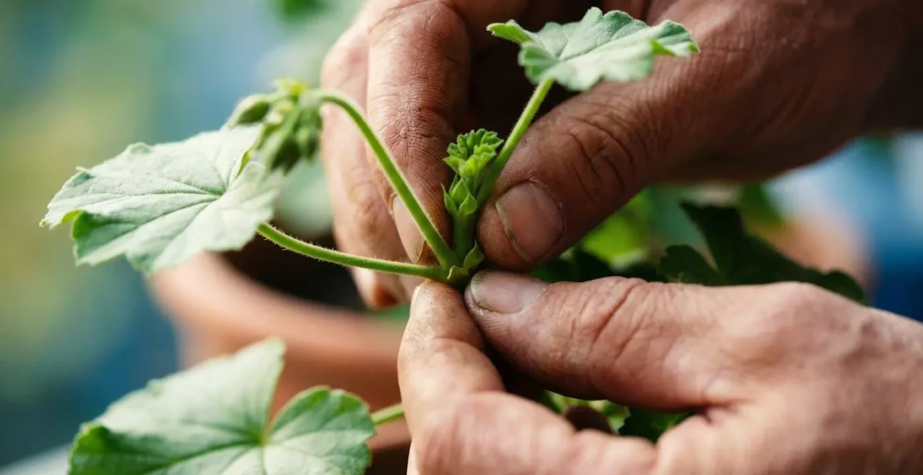 Gros plan macro sur des mains de jardinier effectuant le pincement d'une tige de géranium au-dessus d'un nœud